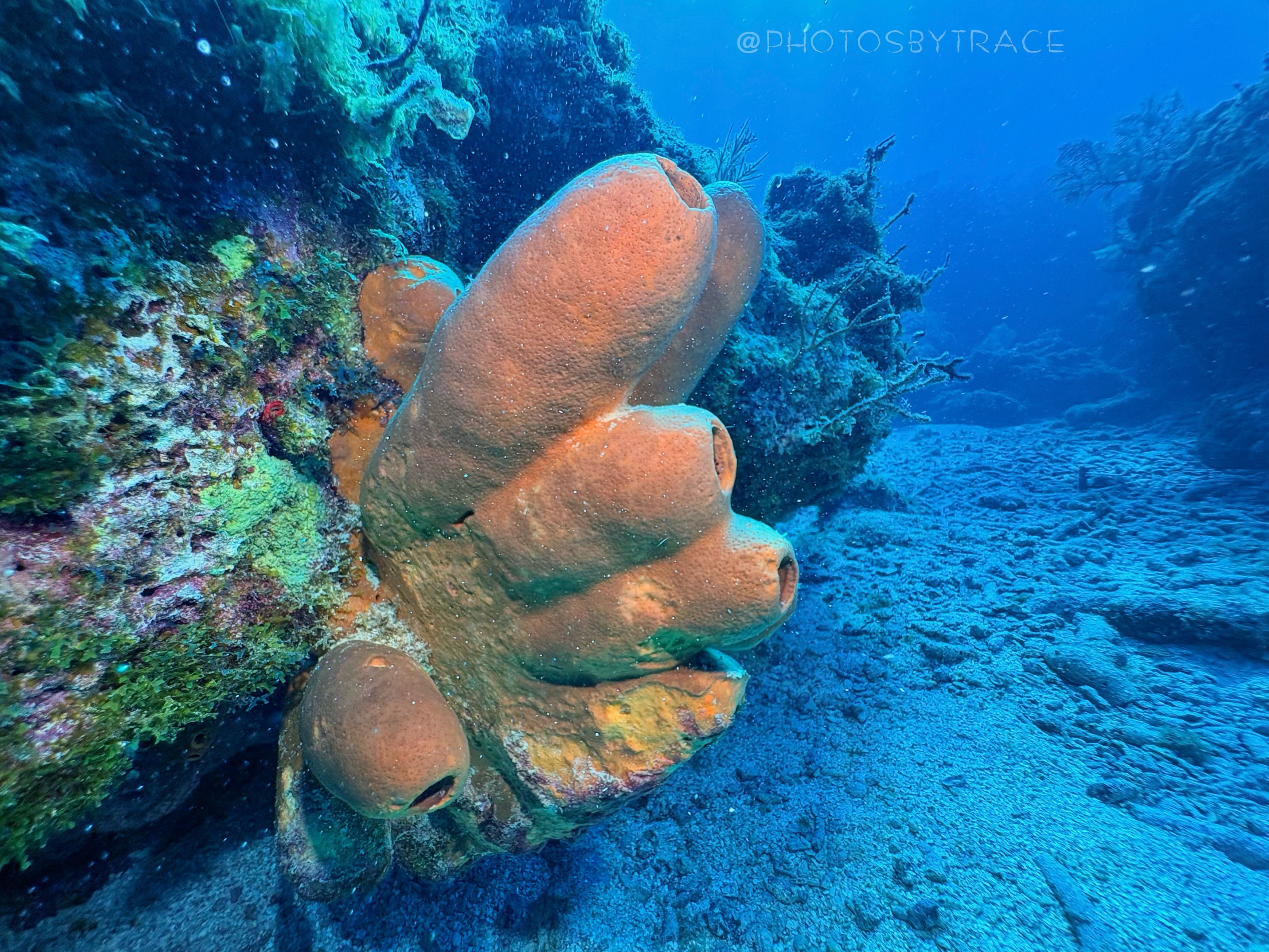 Underwater scene with large orange coral attached to a rock, surrounded by blue water and sandy ocean floor.