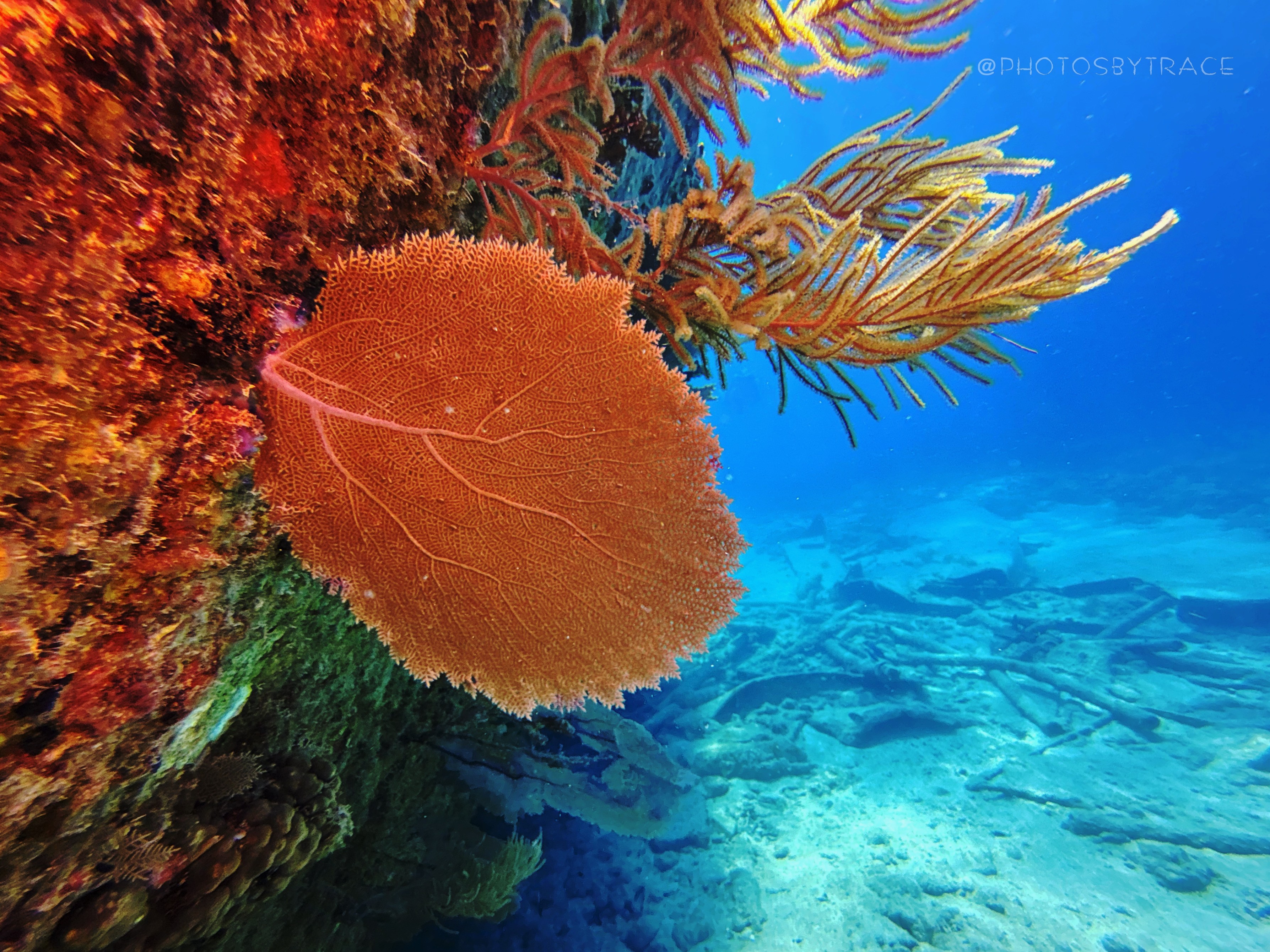 Underwater scene with a large orange sea fan coral attached to a rock, surrounded by other marine plants.