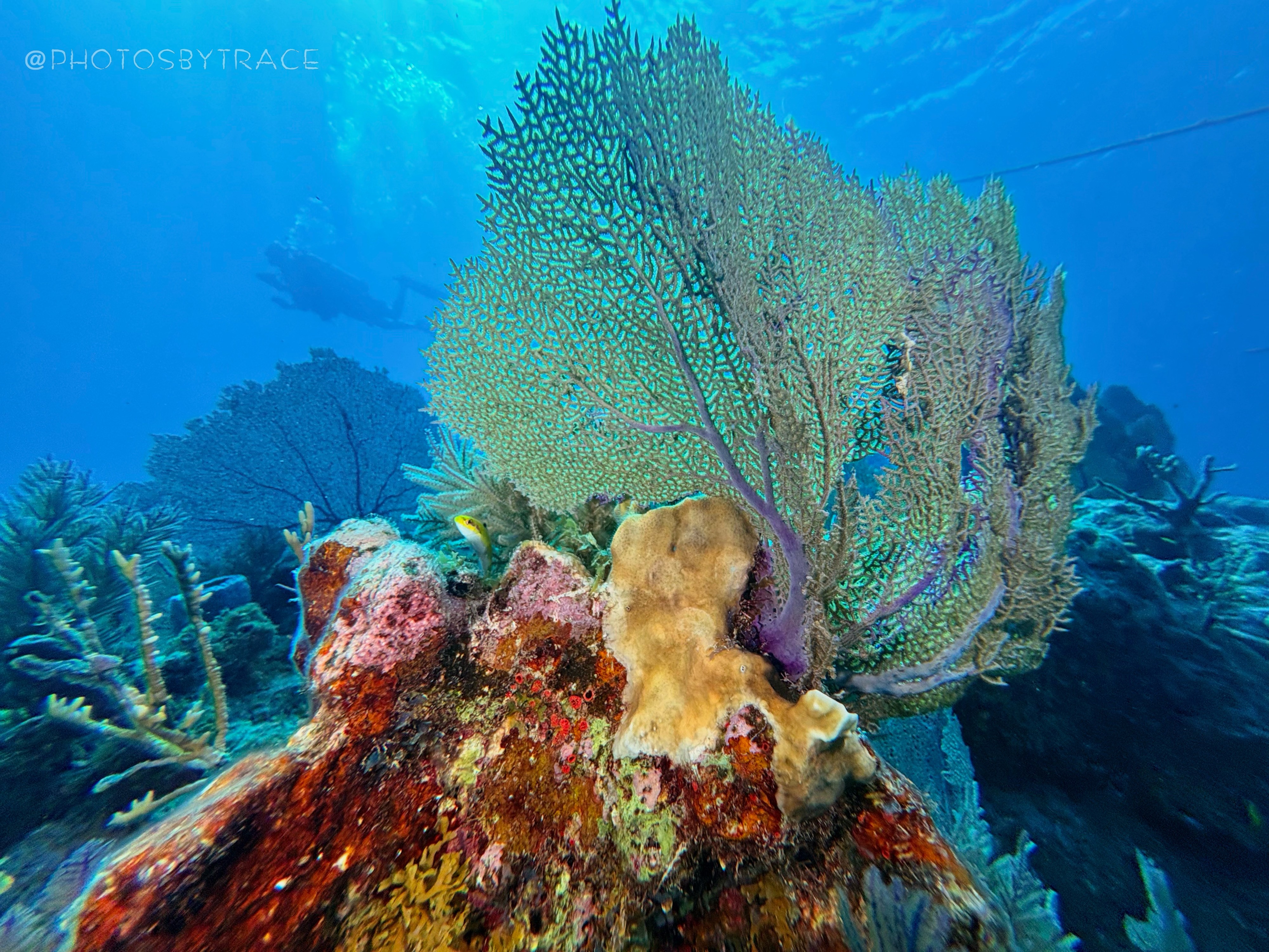 Underwater scene with large coral and various smaller corals and marine life, vibrant colors, clear blue water.