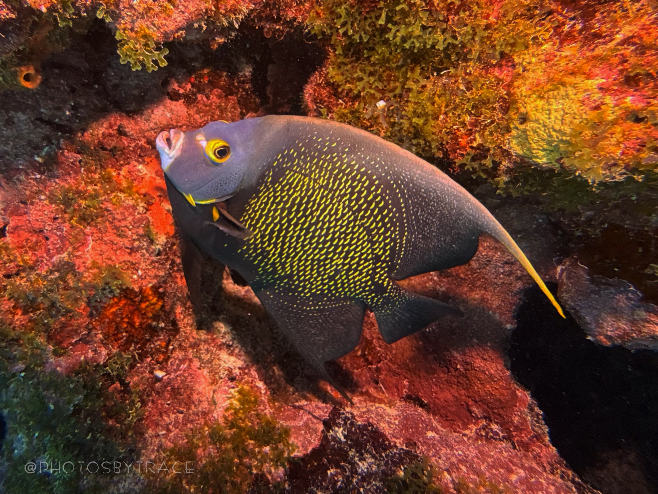 A fish with a gray head and yellow spots on its body swims near colorful coral reef.