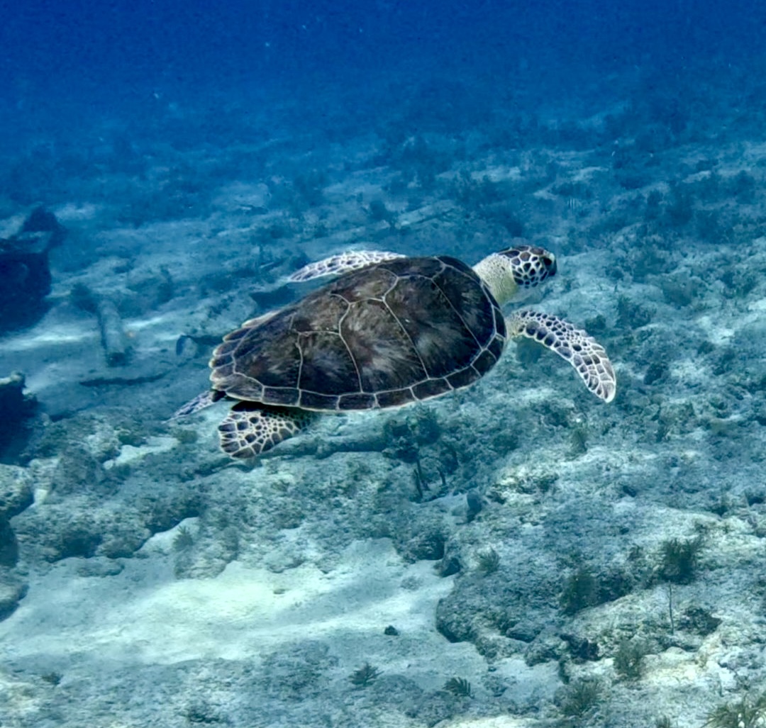 Sea turtle swimming above coral reef, underwater scene, clear blue water, sandy ocean floor, visible turtle shell and flippers.