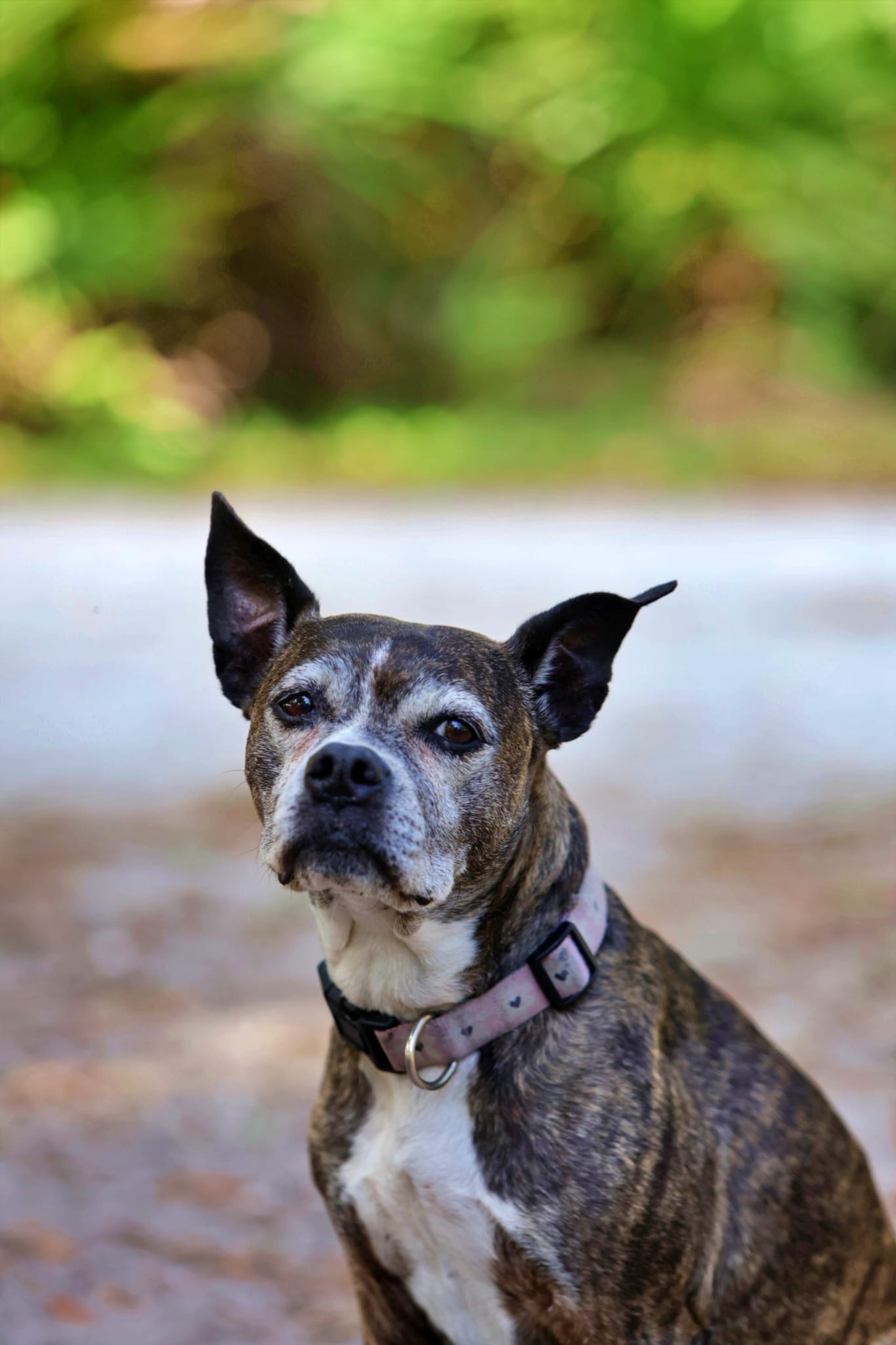 Dog with a brindle coat and a collar, outdoors with blurred green foliage background.