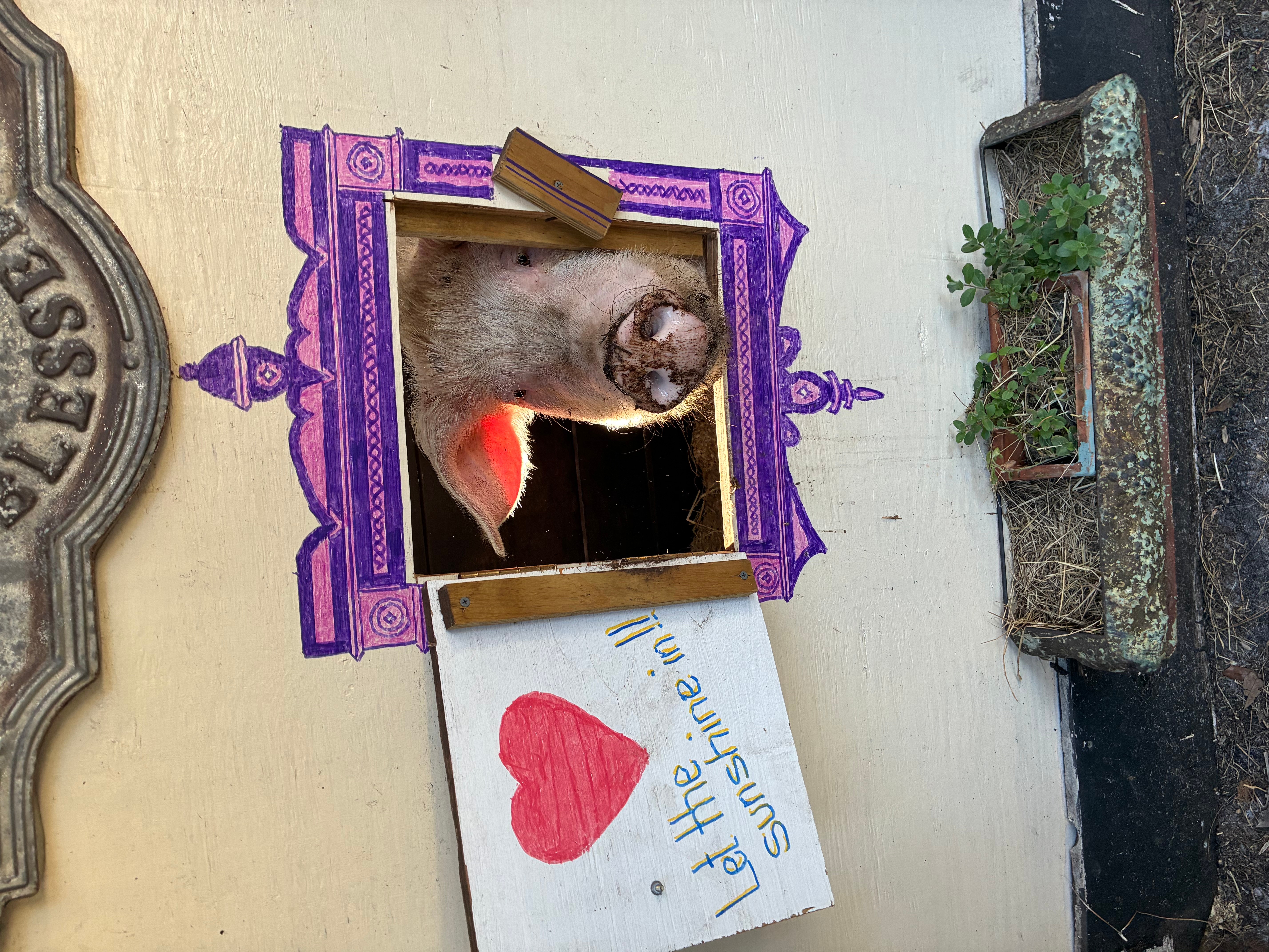 Dog sticking out tongue through a purple decorative window frame, with a handwritten sign and red heart, outdoors.