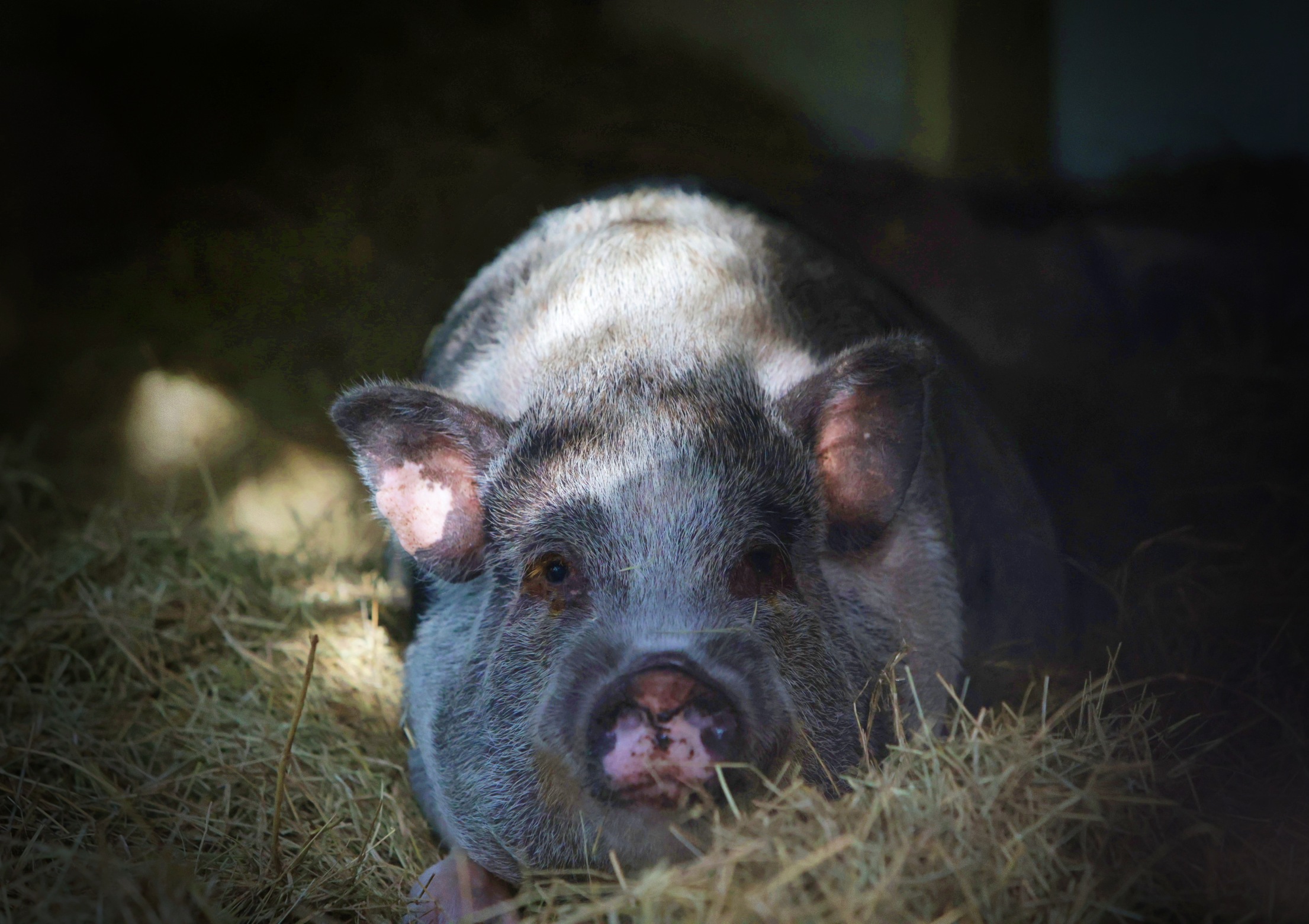 Piglet lying on grass with sunlight, facing camera, with a dark background.