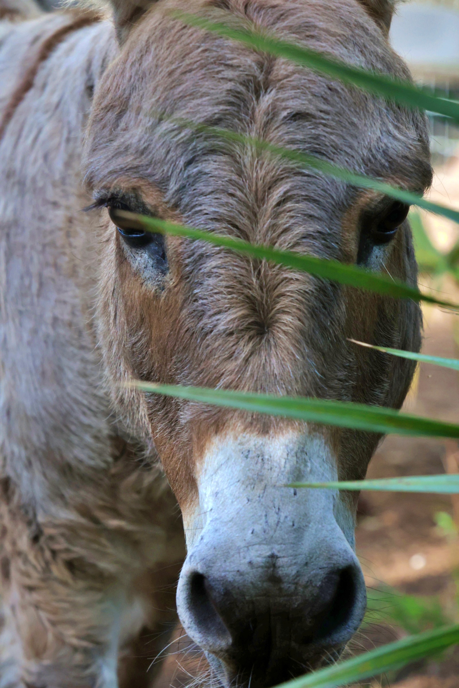 Close-up of a horse's face behind green grass, showing eyes, nose, and part of the head.