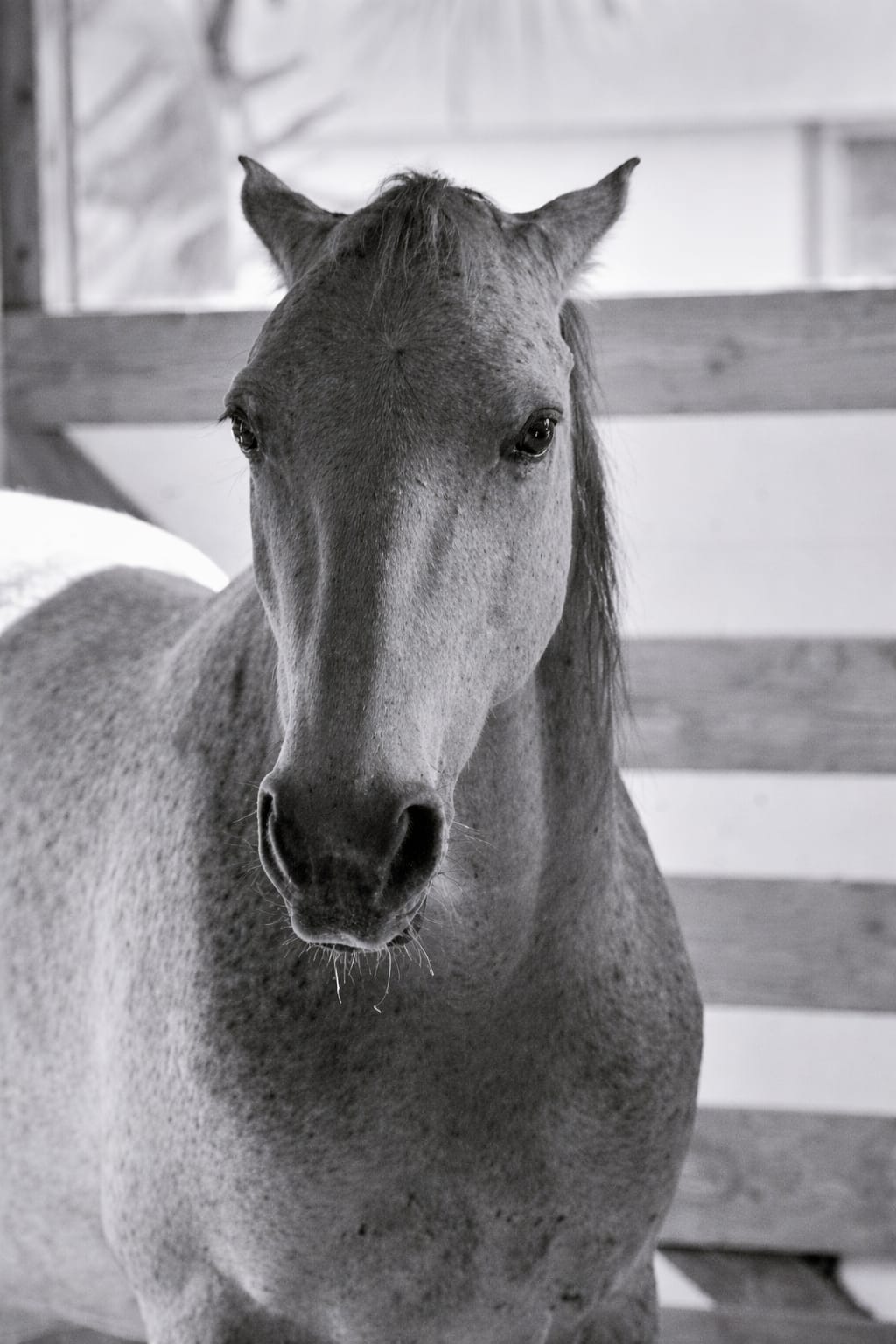 Gray horse with dark eyes and ears, standing indoors with wooden background, facing forward.