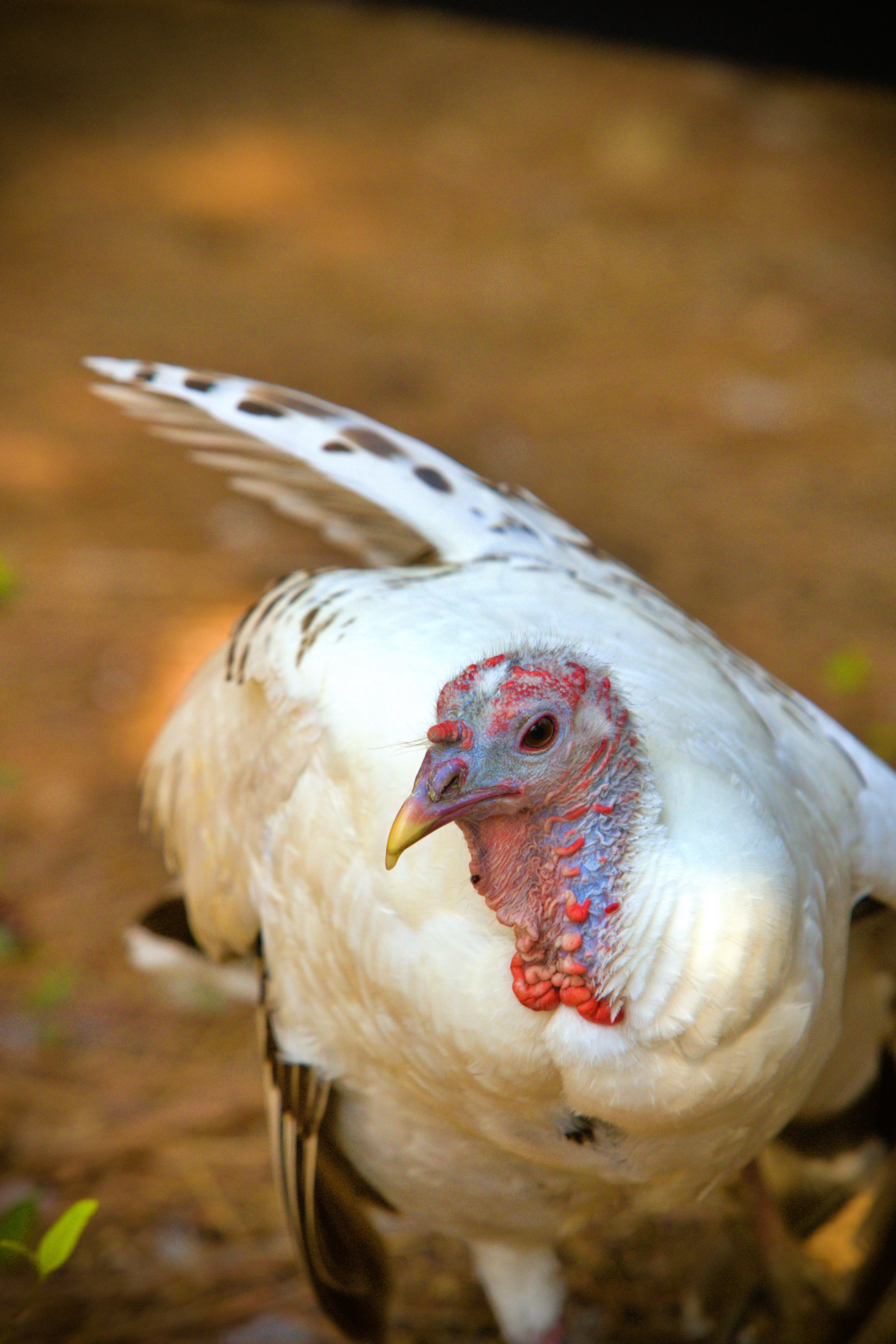 Close-up of a turkey with white feathers, red and blue head, and a background of ground and foliage.