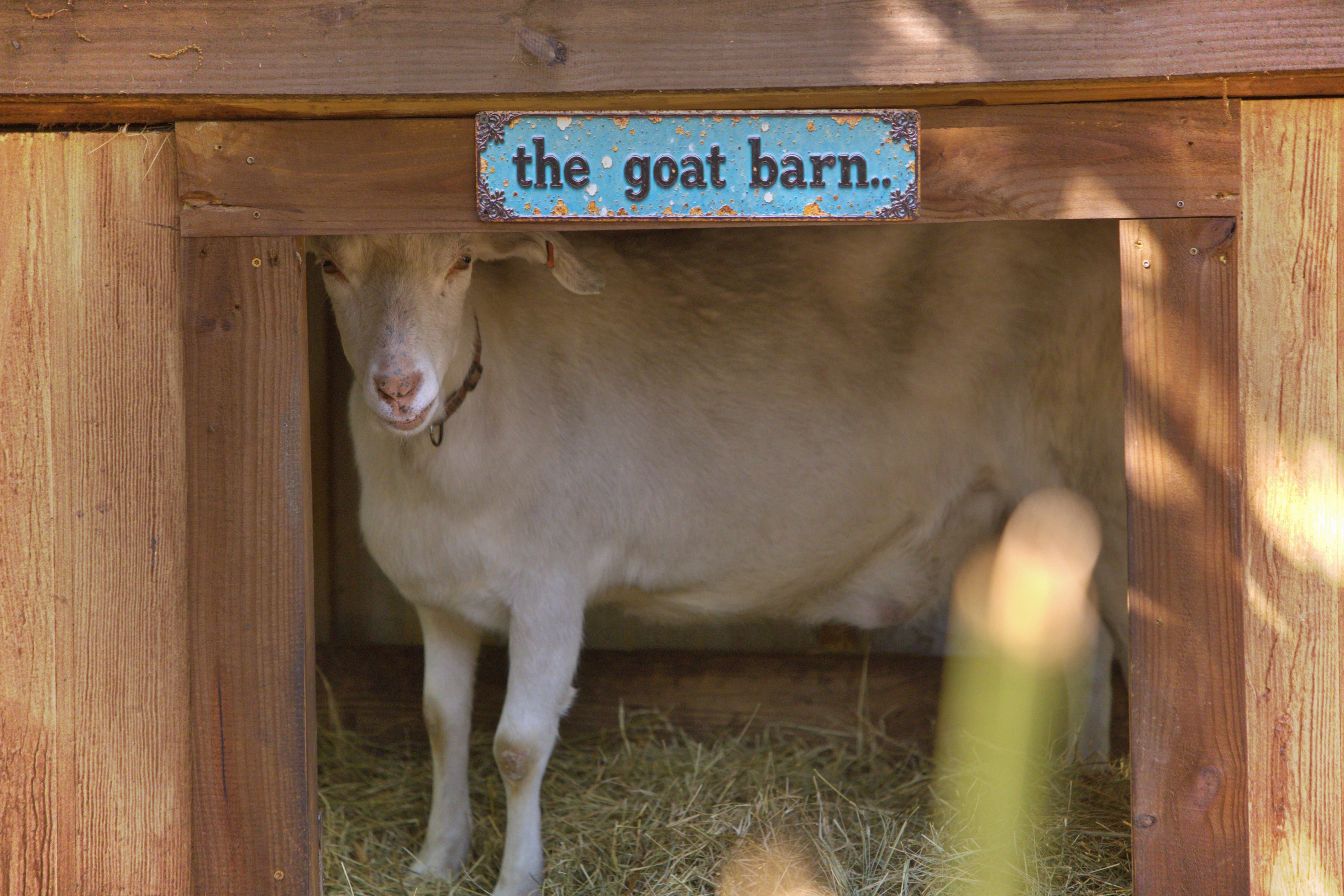 A goat peeks out from a wooden barn with a blue sign reading 'the goat barn'.