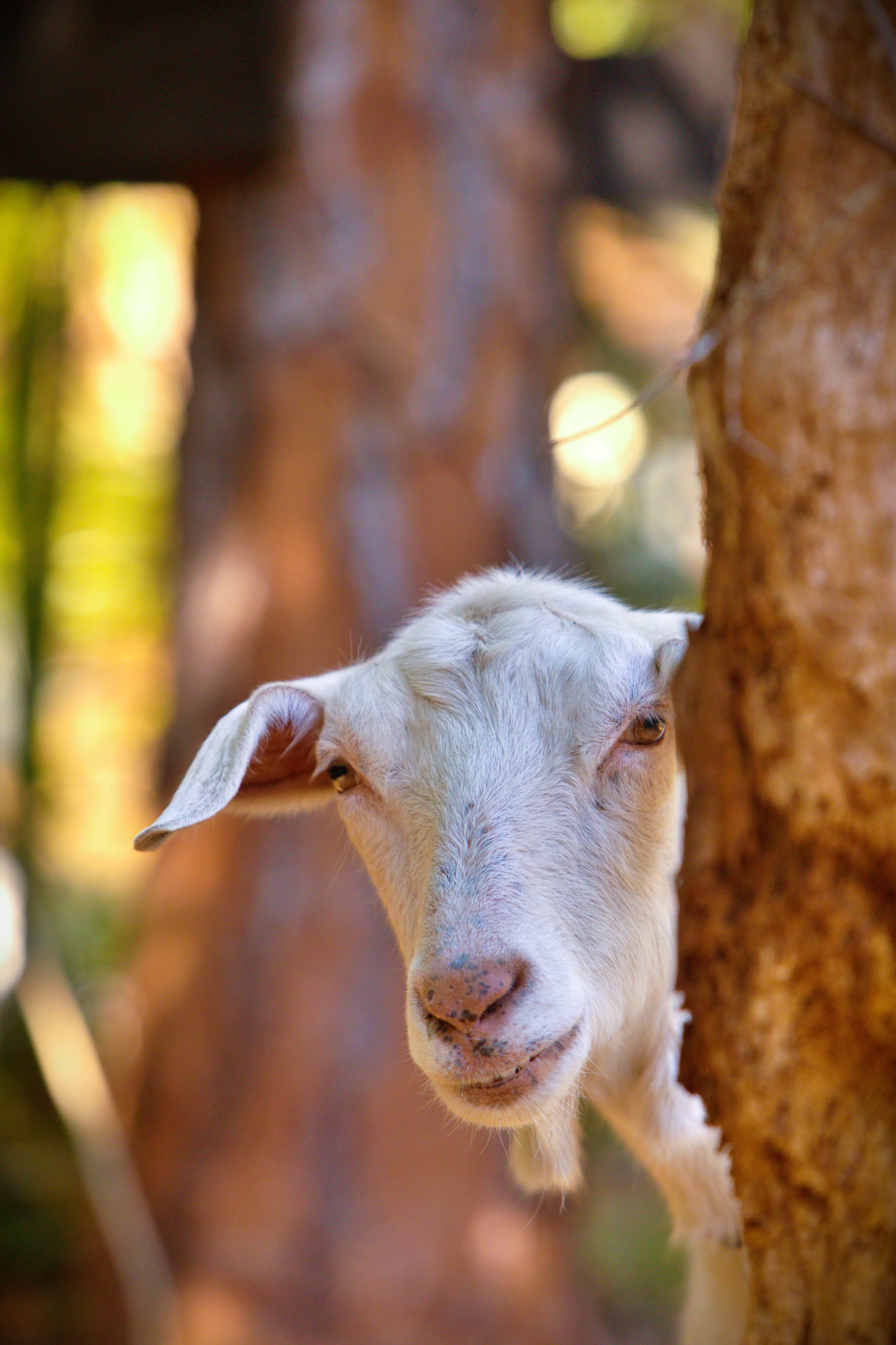 Young goat peeking from behind a tree in a forest setting, with blurred trees and sunlight in the background.