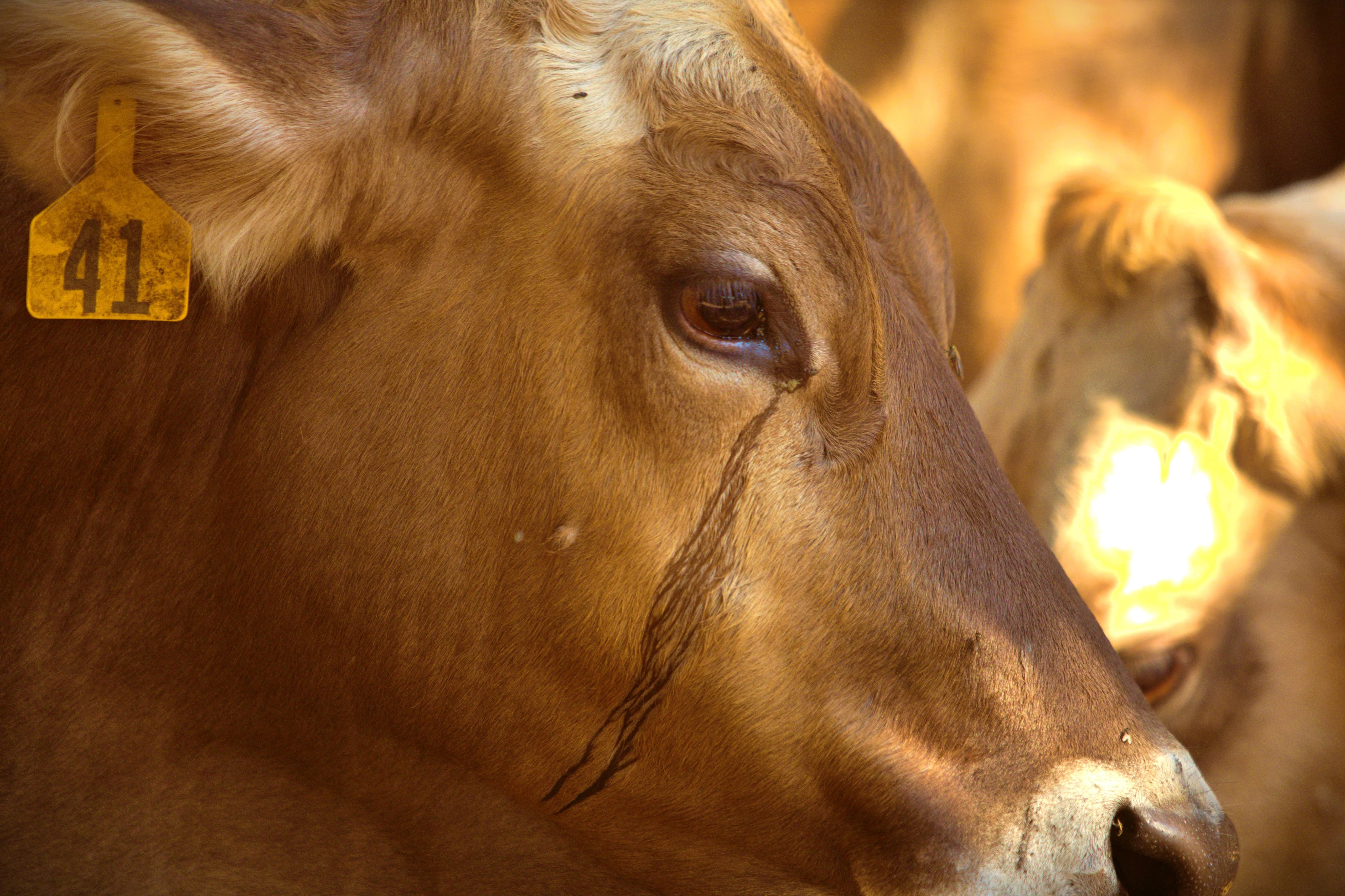 Close-up of a brown cow's face with a yellow ear tag, showing its eye and snout, with another cow in the background.