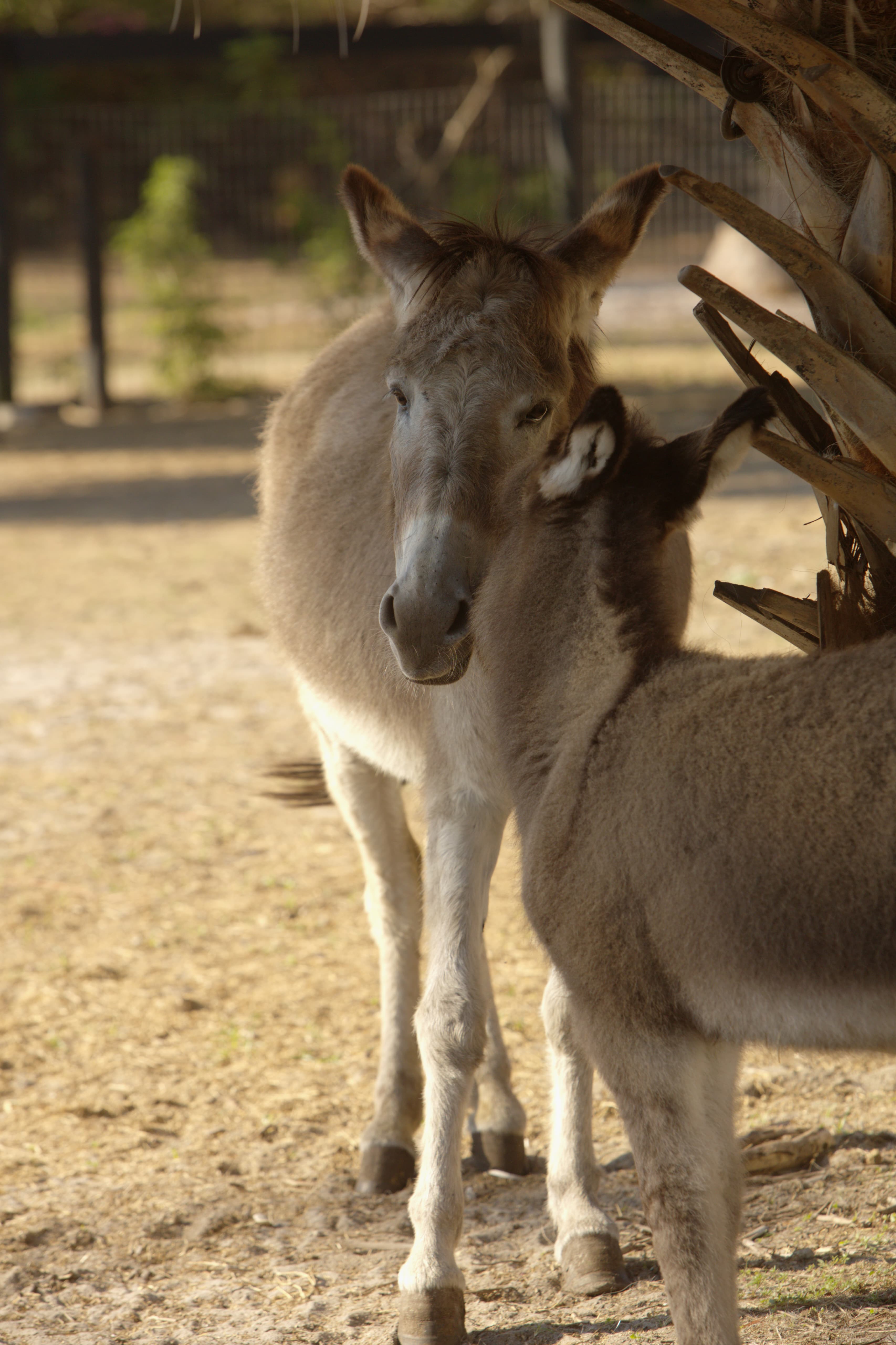 Two donkeys standing outdoors near a wooden structure, with one donkey's head resting on the other's neck.
