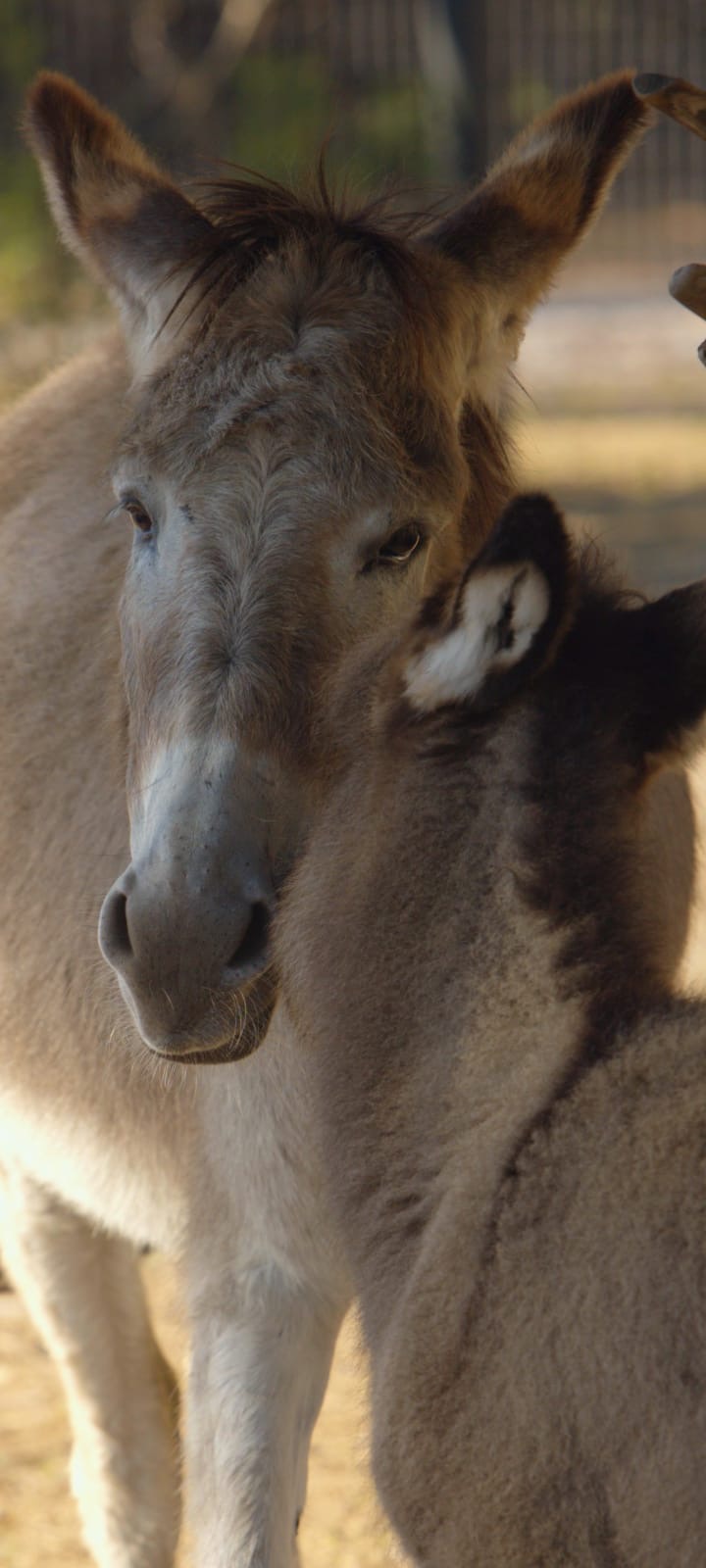 A donkey and a foal close together outdoors, with trees in the background.