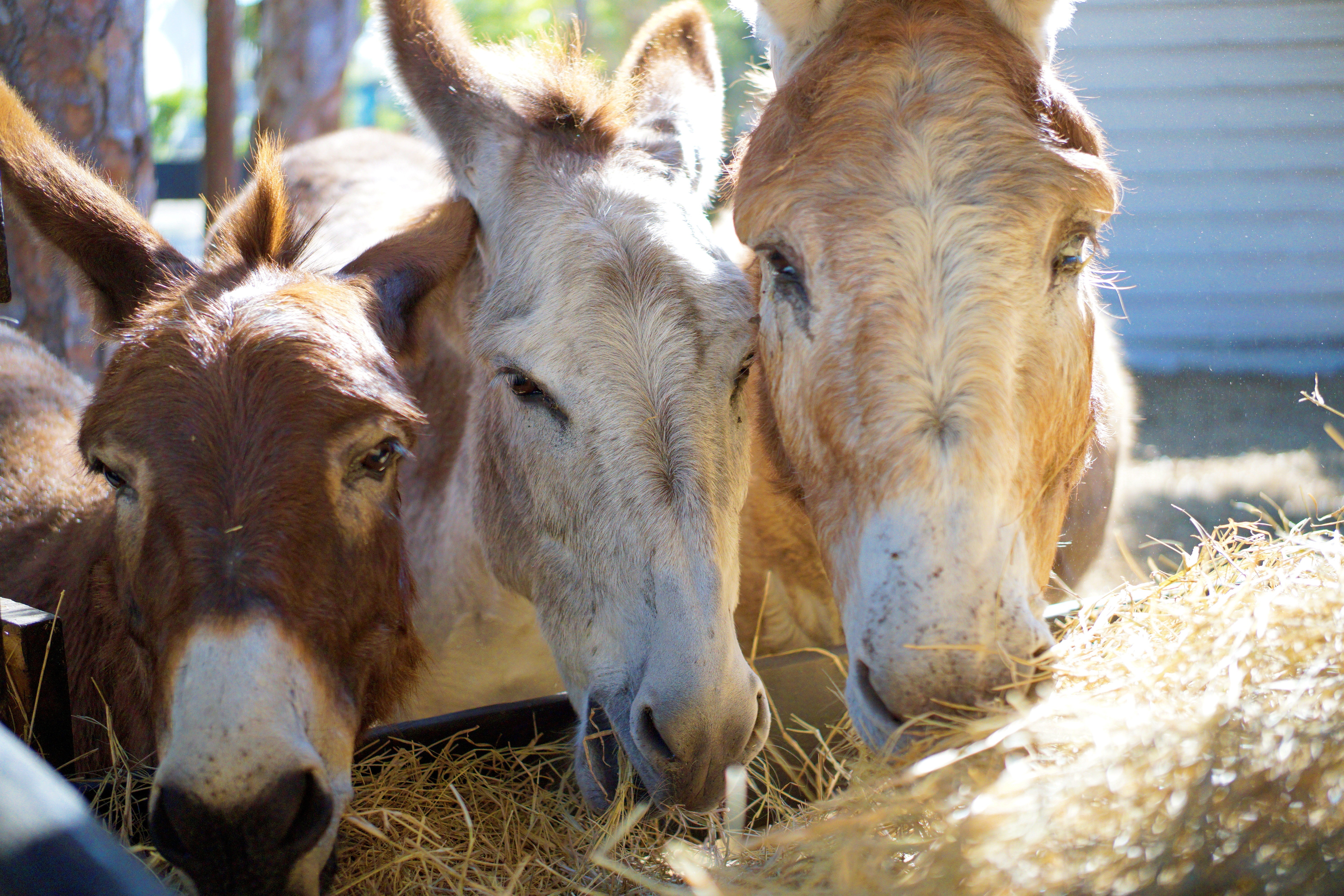 Three horses eating hay outdoors, with sunlight and a building in the background.