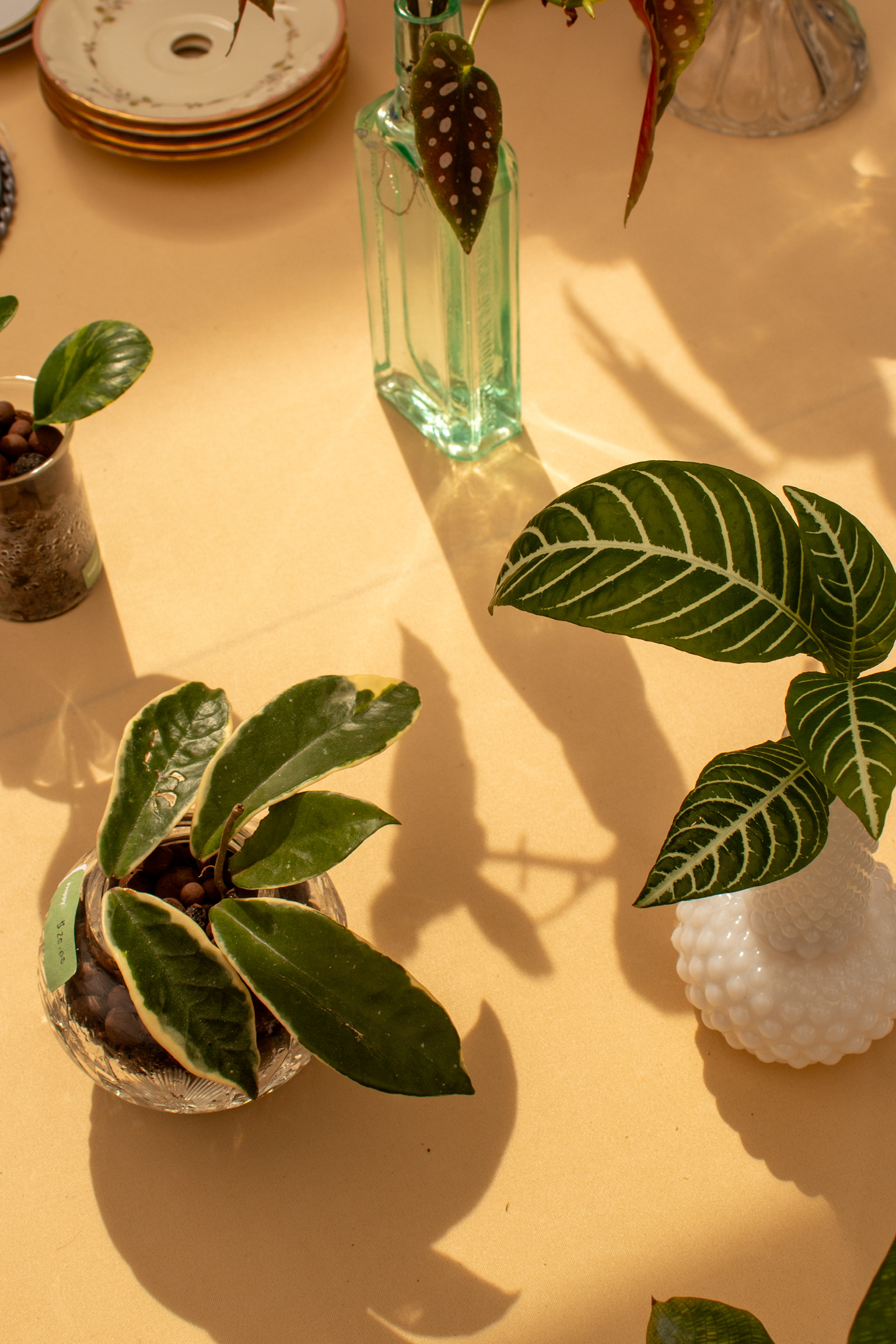 Two potted plants on a table with shadows, one with large striped leaves and another with smaller leaves, a tall glass vase, and a ceramic object.