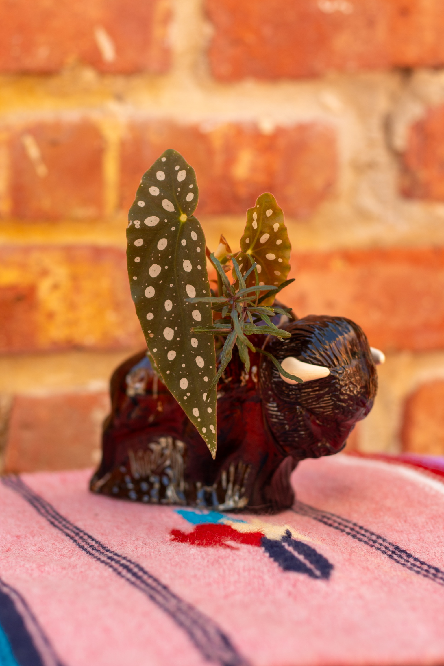 Small plant with green leaves and white spots in a black ceramic animal-shaped pot, on a pink cloth with a red and blue design, brick wall background.