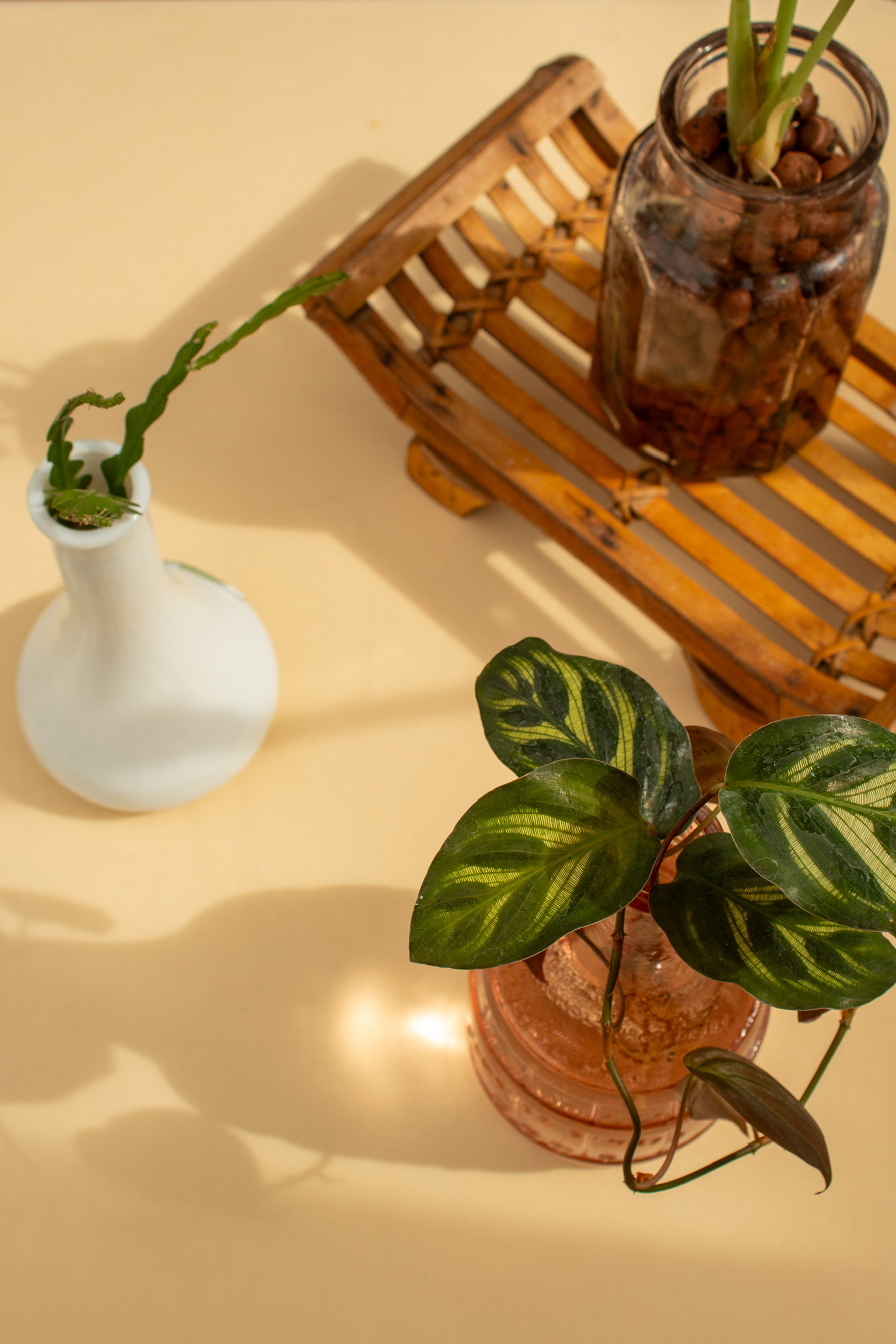 Three potted plants on a light-colored surface, with a wooden tray in the background.