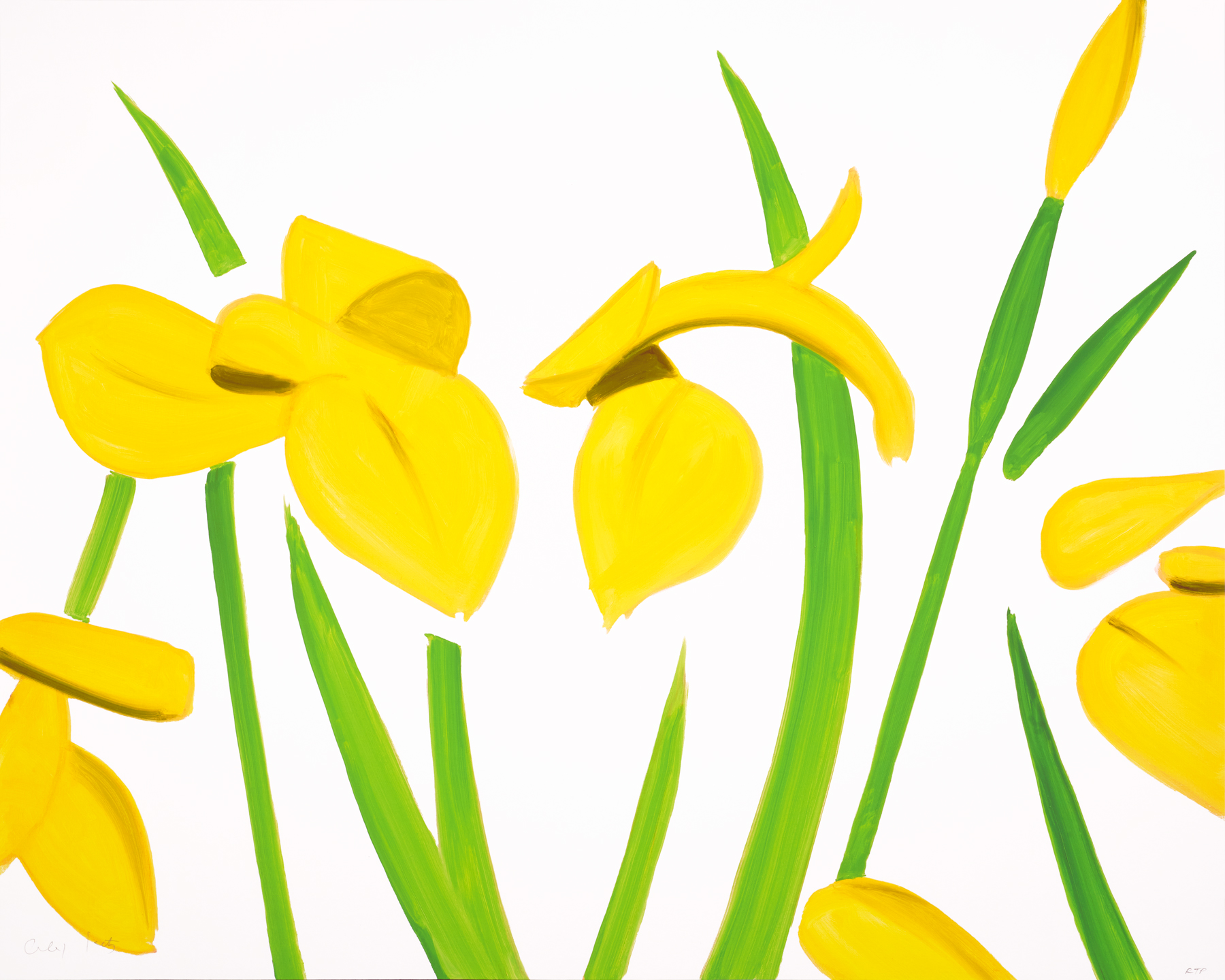 Yellow flowers with green stems and leaves on a white background.