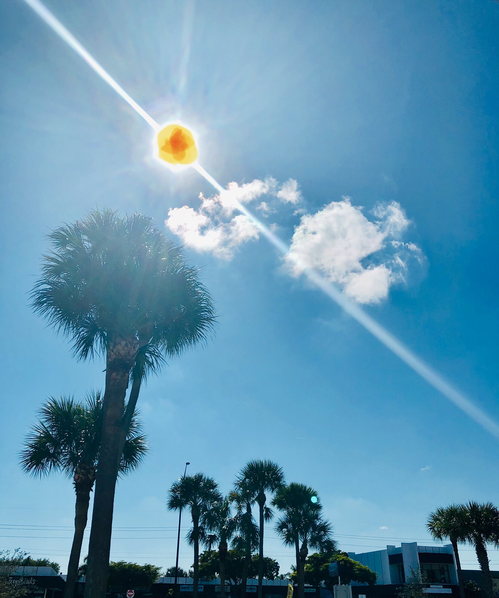 Palm trees under a bright blue sky with clouds and a sun flare, with a diagonal line across the image.