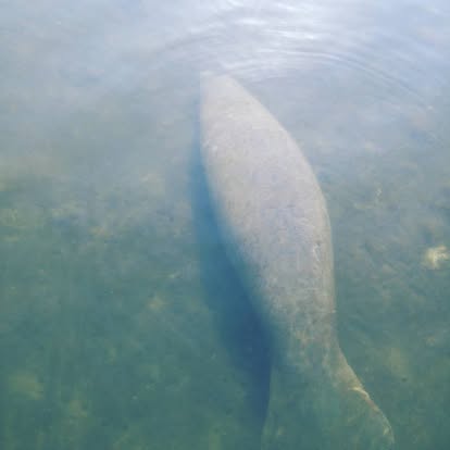 A large whale swimming underwater, viewed from above, with water and some underwater features visible.