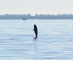 Dolphin jumping out of water with boat and distant shoreline in background.