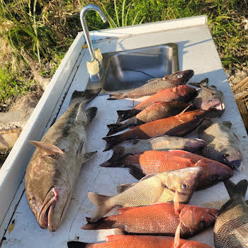 Multiple fish of various sizes and colors laid out on a metal surface with a sink and outdoor grass in the background.
