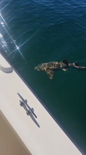 A fish is near the boat's edge on calm water, with sunlight reflecting off the surface.