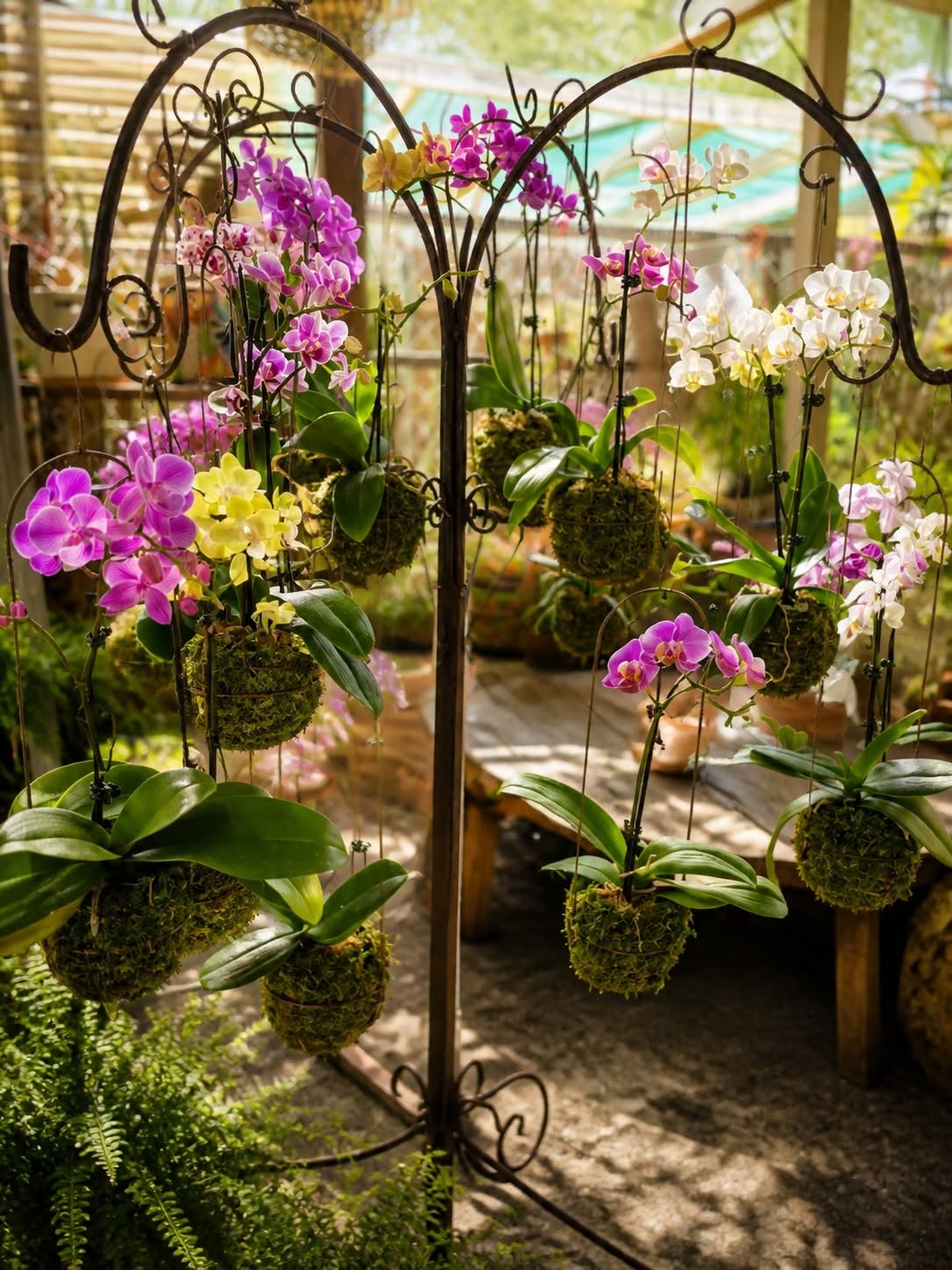 Orchids in pink, white, and yellow bloom on a decorative metal stand in a sunlit garden.