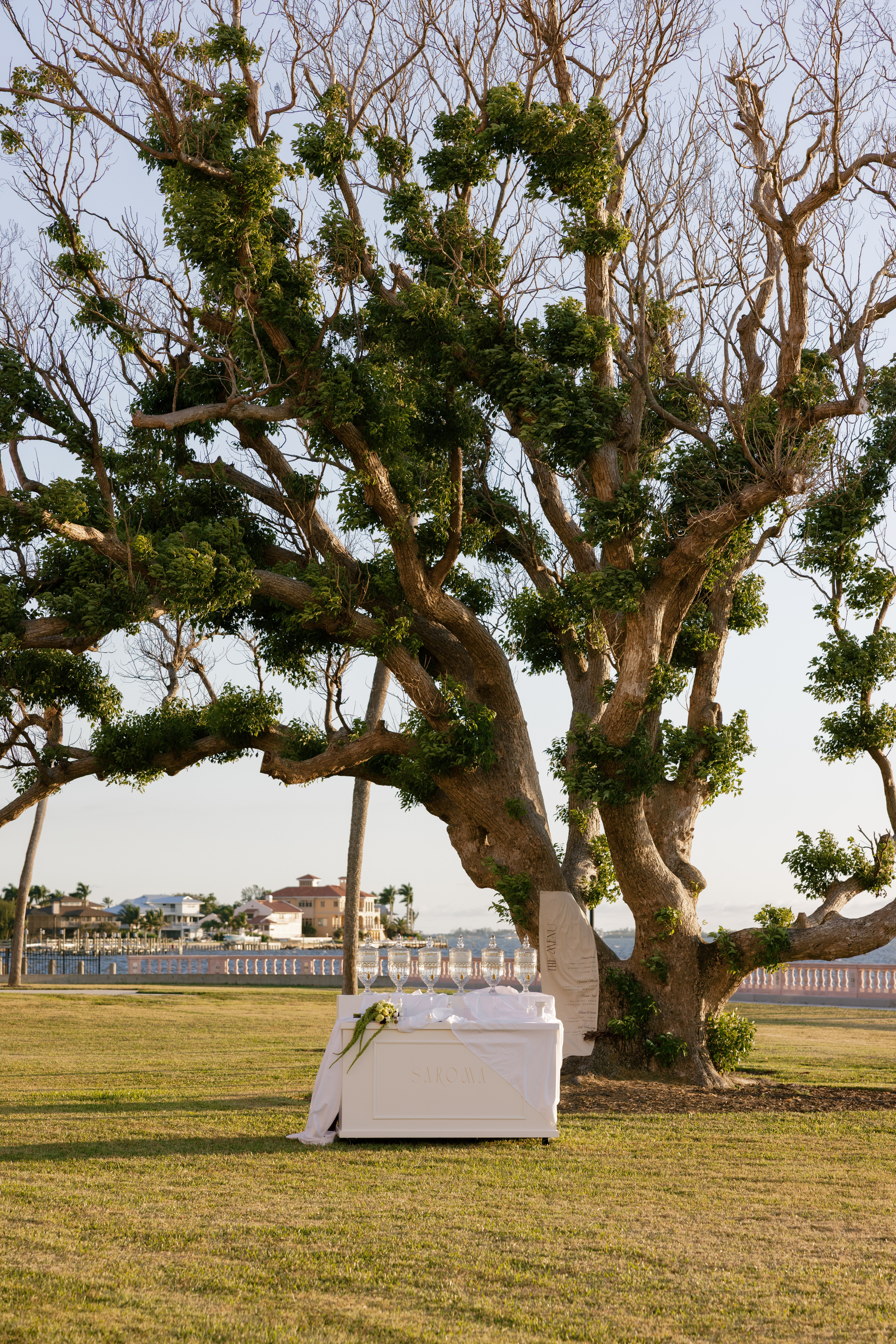 Large tree with green foliage and a white bench underneath, on a grassy area near a body of water.