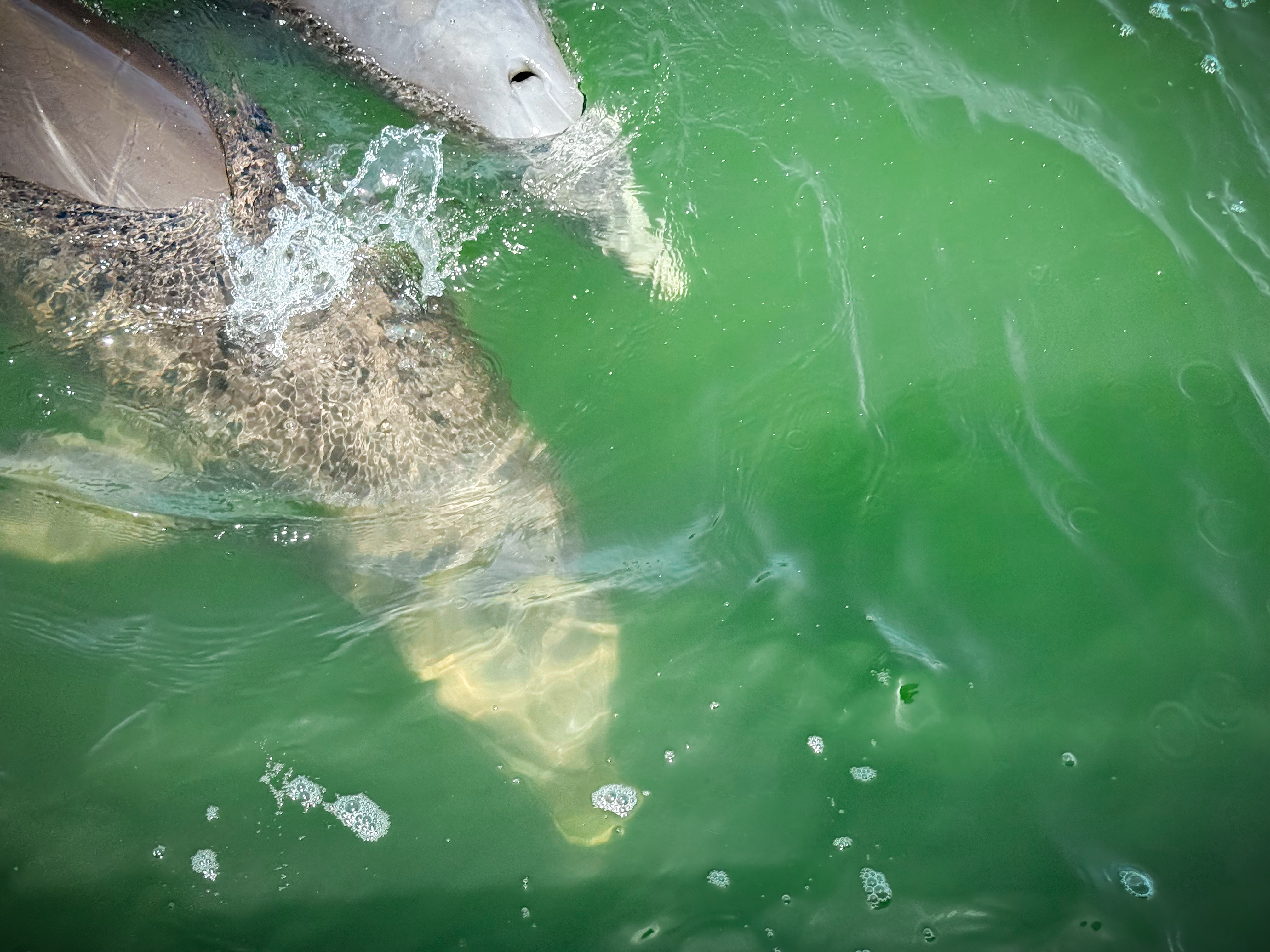 Shark fin visible above green water with a fish nearby, water splashing around.