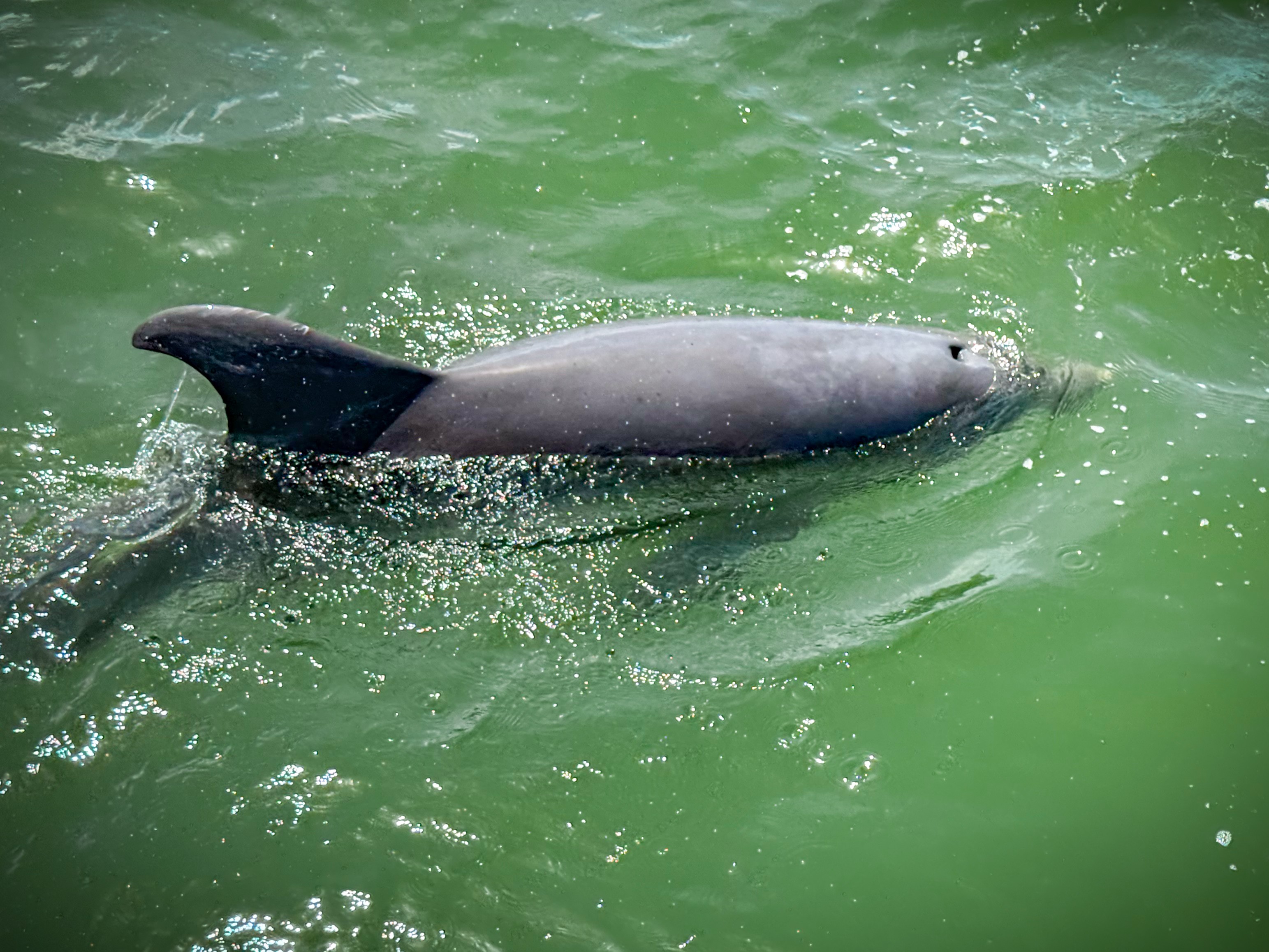 Dorsal view of a dolphin swimming in green water, partially submerged, with water splashing around it.